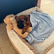 Vicky a rejoint le concours — aidez-le/la à gagner de superbes lots ! animal, blanket, boxer, bulldog, canine, cat, couch, cushion, dog, dogbed, furniture, homedecor, hound, person, pet, pug, puppy, sleeping, terrier