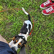 Dixie is registered to the contest to win money with this photo: animal, black_and_white, brown, casual, curious, dog, footwear, grass, greenery, leash, outdoor, person, pet, playful, puppy, red_shoes, shorts, summer, tugging, young_dog