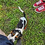 puppy, dog, grass, leash, red_shoes, person, shorts, outdoor, playful, black_and_white, brown, curious, tugging, summer, casual, footwear, greenery, young_dog, animal, pet