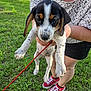 Dixie is registered to the contest to win money with this photo: puppy, dog, person, hand, grass, leash, red_shoes, shorts, outdoor, young_dog, spotted, black_and_white, brown_spots, holding, casual_clothing, summer, nature, cute, pet, animal