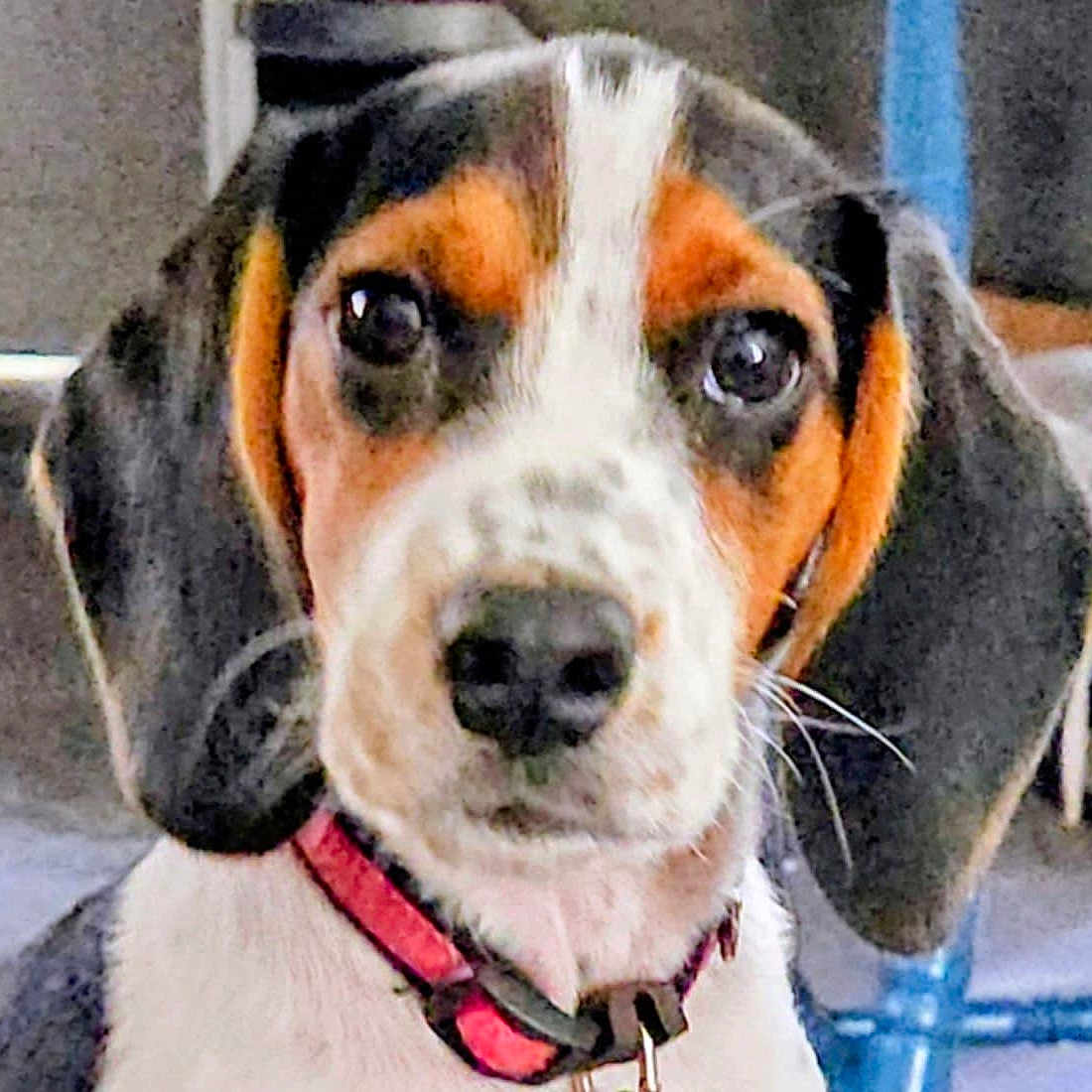 Dixie joined the competition — help win amazing prizes! animal, beagle, black, brown, canine, close_up, collar, cute, dog, ears, face, floor, furniture, indoor, looking, pet, portrait, puppy, white, young