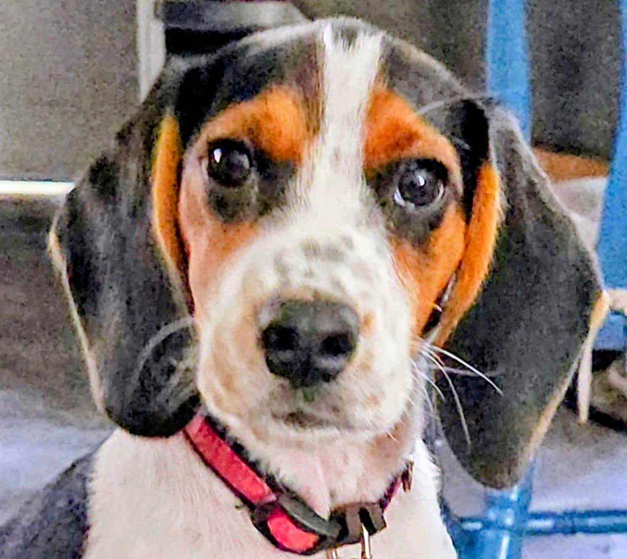 Dixie joined the competition — help win amazing prizes! dog, puppy, beagle, close_up, indoor, collar, pet, animal, cute, ears, face, brown, white, black, floor, furniture, canine, young, looking, portrait