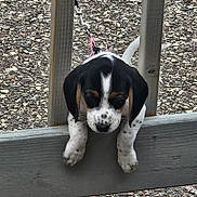 Dixie joined the competition — help win amazing prizes! puppy, dog, leash, wooden_fence, outdoor, curious, black_and_white, spotted, ears, paws, ground, gravel, pet, young, animal, nature, playful, cute, small, barrier