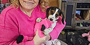 Dixie is registered to the contest to win money with this photo: cabinet, carpet, casual, chair, curly_hair, dog, door, furniture, happy, indoor, leopard_print, living_room, patterned_pants, pet, pink_sweater, plush_toy, puppy, smiling, television, woman