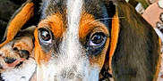 Dixie joined the competition — help win amazing prizes! puppy, dog, close_up, pet, animal, brown, white, black, ears, nose, eyes, blanket, resting, cute, fur, domestic_animal, indoors, soft, hand, comfort