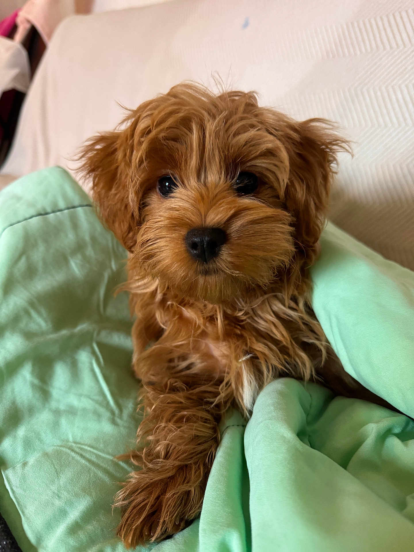 Agate participe au concours pour gagner de l'argent avec cette photo : puppy, dog, brown, fluffy, blanket, mint_green, cute, pet, fur, animal, indoors, cozy, snuggle, face, portrait, small_dog, young_dog, looking, soft, warm