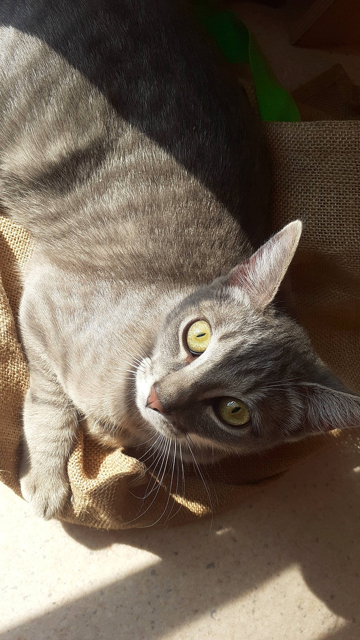 Tokyo participe au concours pour gagner de l'argent avec cette photo : carnivore, cat, claw, comfort, domestic_short_haired_cat, eye, felidae, fur, grey, head, russian_blue, small_to_medium_sized_cats, snout, tail, terrestrial_animal, whiskers, wildlife