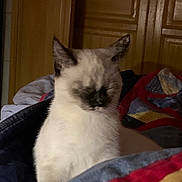 Moon a rejoint le concours — aidez-le/la à gagner de superbes lots ! cat, siamese_cat, sleeping, indoor, blanket, bed, wooden_cabinet, cozy, pet, fur, animal, resting, feline, domestic_animal, cute, quiet, home, comfort, relaxation, soft