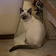 Moon a rejoint le concours — aidez-le/la à gagner de superbes lots ! animal, brick, cables, cat, couch, curious, dark_ears, domestic, ears, face, floor, furniture, household, indoor, looking_back, pet, siamese_cat, tail, tiles, white_fur