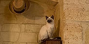 Moon a rejoint le concours — aidez-le/la à gagner de superbes lots ! cat, siamese_cat, wooden_cabinet, stone_wall, alcove, hat, straw_hat, leaning_tower_of_pisa_model, glass_container, papers, indoor, feline, pet, curious, sitting, decor, rustic, vintage, cozy, shelf