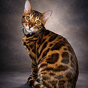 Hunter is registered to the contest to win money with this photo: cat, bengal_cat, animal, pet, feline, green_eyes, spotted_fur, portrait, studio_lighting, sitting, curious, whiskers, ears, fur_pattern, domestic_cat, looking_back, indoor, soft_light, background, close_up