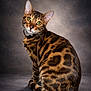 cat, bengal_cat, animal, pet, feline, green_eyes, spotted_fur, portrait, studio_lighting, sitting, curious, whiskers, ears, fur_pattern, domestic_cat, looking_back, indoor, soft_light, background, close_up