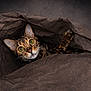 Hunter is registered to the contest to win money with this photo: cat, bengal_cat, paper_bag, curious, wide_eyes, paw, brown, fur, whiskers, indoor, pet, animal, close_up, playful, hidden, texture, ears, face, mammal, looking