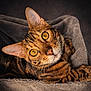 Hunter is registered to the contest to win money with this photo: cat, bengal_cat, close_up, pet, animal, feline, golden_eyes, fur, striped, whiskers, ears, blanket, soft_texture, cozy, indoor, portrait, cute, looking_up, domestic_cat, resting
