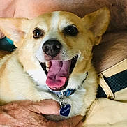 Tanner is registered to the contest to win money with this photo: dog, pet, canine, portrait, close_up, smiling, happy, tongue, open_mouth, brown_and_white, short_hair, collar, tag, blanket, couch, indoors, cozy, face, animal, photography