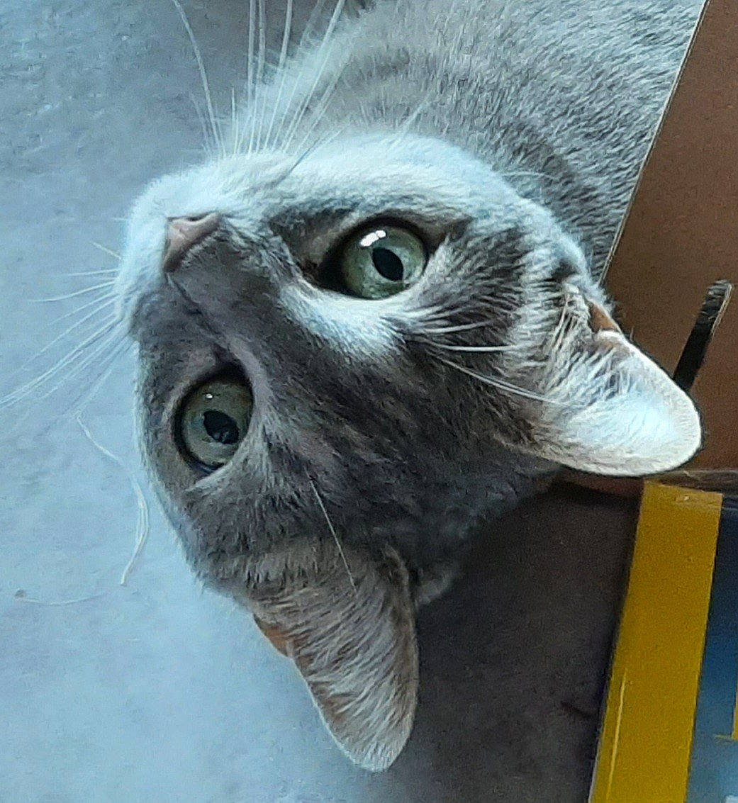 Elfy