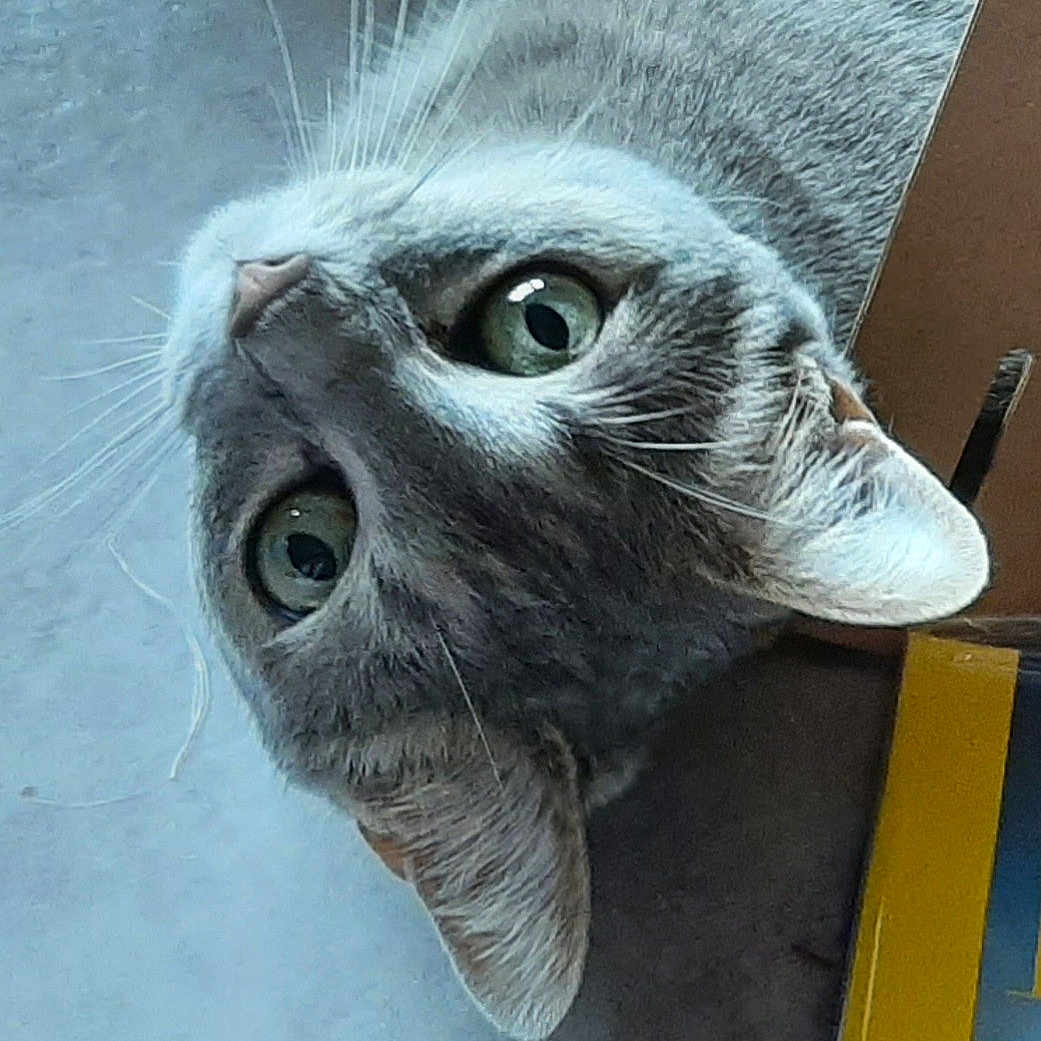 Elfy