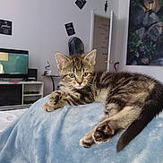 Love joined the competition — help win amazing prizes! kitten, cat, tabby, pet, animal, feline, indoor, blanket, blue, cute, resting, looking, young, fur, whiskers, ears, tail, home, living_room, decor