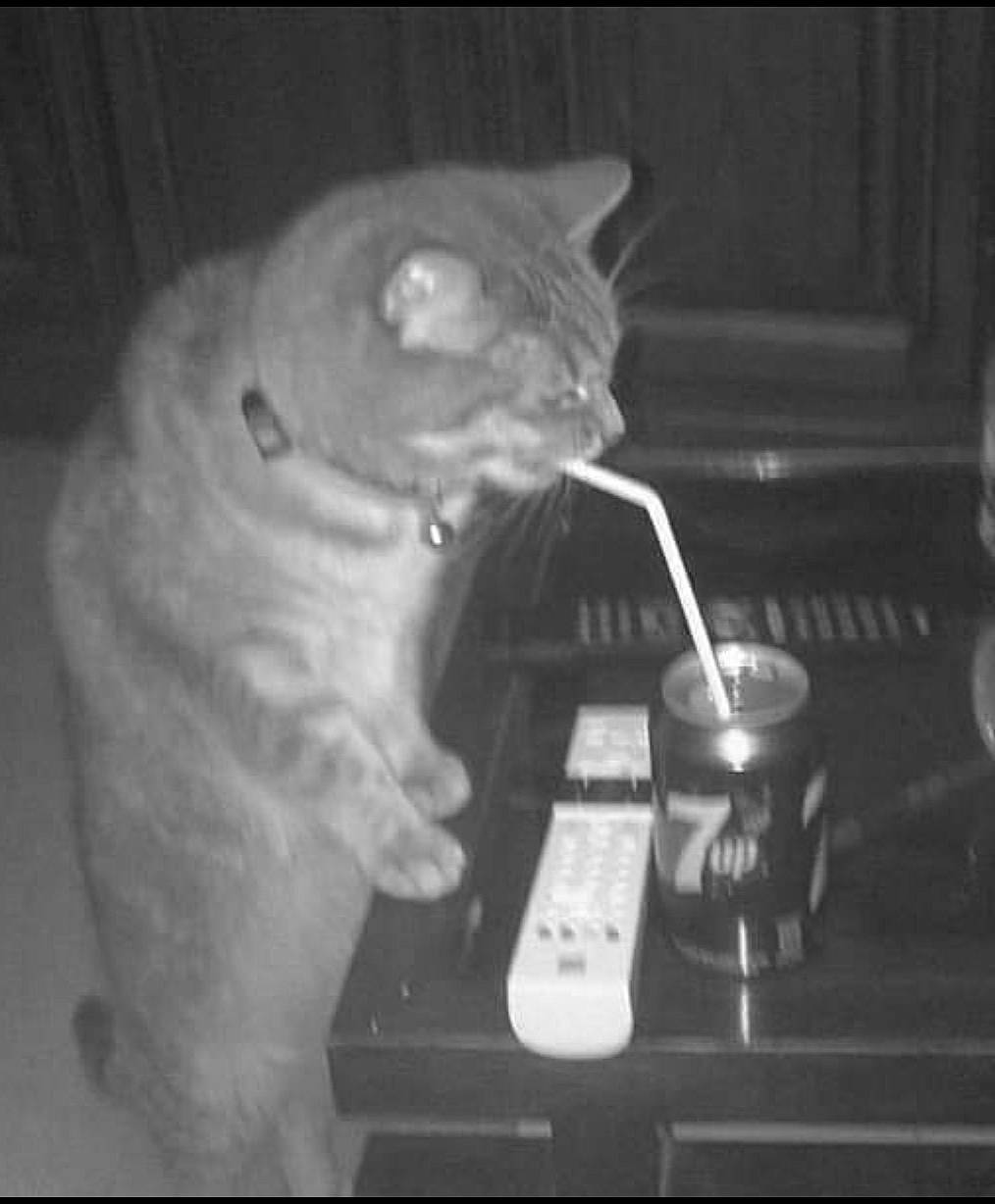 Pirouette a rejoint le concours — aidez-le/la à gagner de superbes lots ! carnivore, cat, darkness, domestic_short_haired_cat, drinkware, felidae, fur, monochrome, monochrome_photography, paw, photo_caption, serveware, sitting, small_to_medium_sized_cats, snout, still_life_photography, table, tableware, tail, whiskers