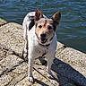 animal, canine, companion, daytime, dog, ears, friendly, fur, happy, leash, nature, outdoor, pet, smiling, snout, standing, stone, sunlight, texture, water