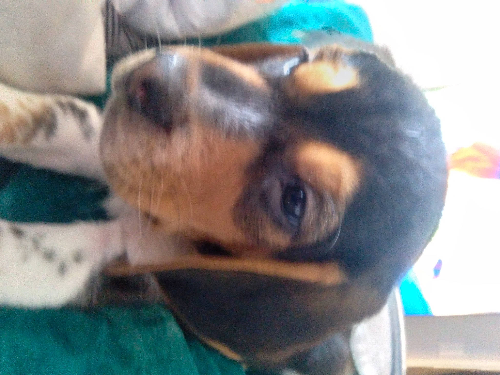 Scout joined the competition — help win amazing prizes! canidae, carnivore, claw, comfort, companion_dog, dog, dog_breed, ear, fawn, fur, hound, paw, plant, service, snout, sporting_group, toy_dog, whiskers, working_animal, working_dog