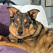 Rhea is registered to the contest to win money with this photo: animal, black, brown, collar, comfortable, couch, cozy, dog, ears, fur, home, indoor, laying, living_room, looking, pet, portrait, purple, relaxed, tag