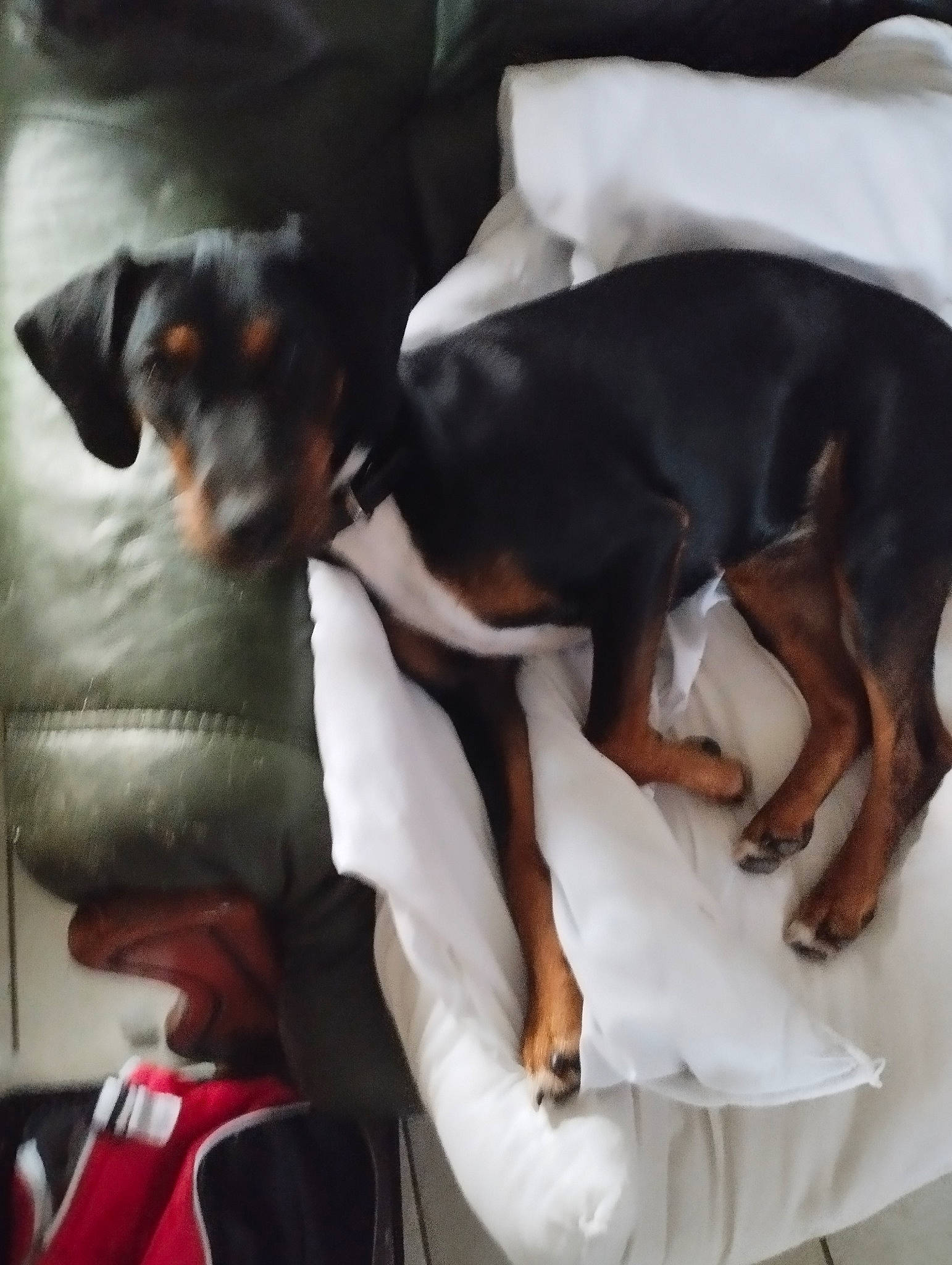 Shipie a rejoint le concours — aidez-le/la à gagner de superbes lots ! canidae, carnivore, chilean_fox_terrier, comfort, companion_dog, dog, dog_breed, fawn, hound, luggage_and_bags, mammal, montenegrin_mountain_hound, paw, prazsky_krysarik, snout, sporting_group, terrier, toy_dog, vertebrate, working_animal