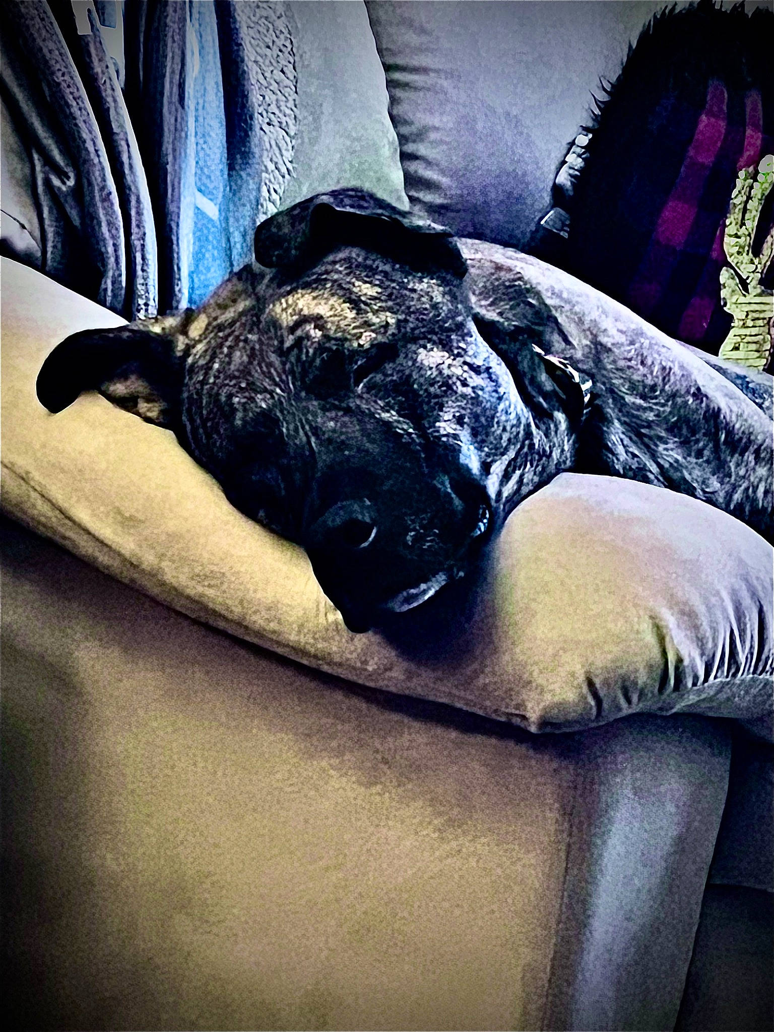 Bandit is registered to the contest to win money with this photo: armrest, bedding, canidae, carnivore, cloud, comfort, companion_dog, couch, dog, dog_breed, fur, furniture, human_leg, leg, linens, sky, snout, sporting_group, tail, tints_and_shades