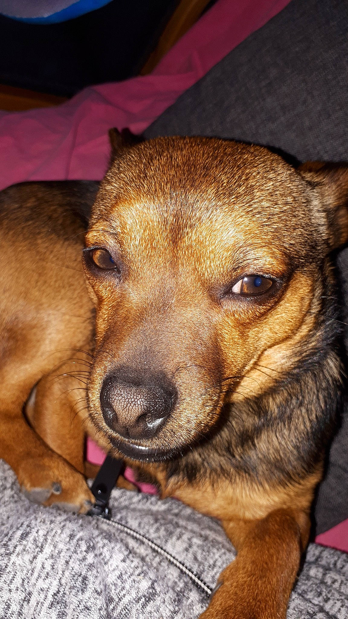 Rex participe au concours pour gagner de l'argent avec cette photo : canidae, carnivore, dog, dog_breed, ear, fawn, mammal, miniature_pinscher, nose, potcake_dog, puppy, rare_breed_dog, snout, vertebrate, whiskers