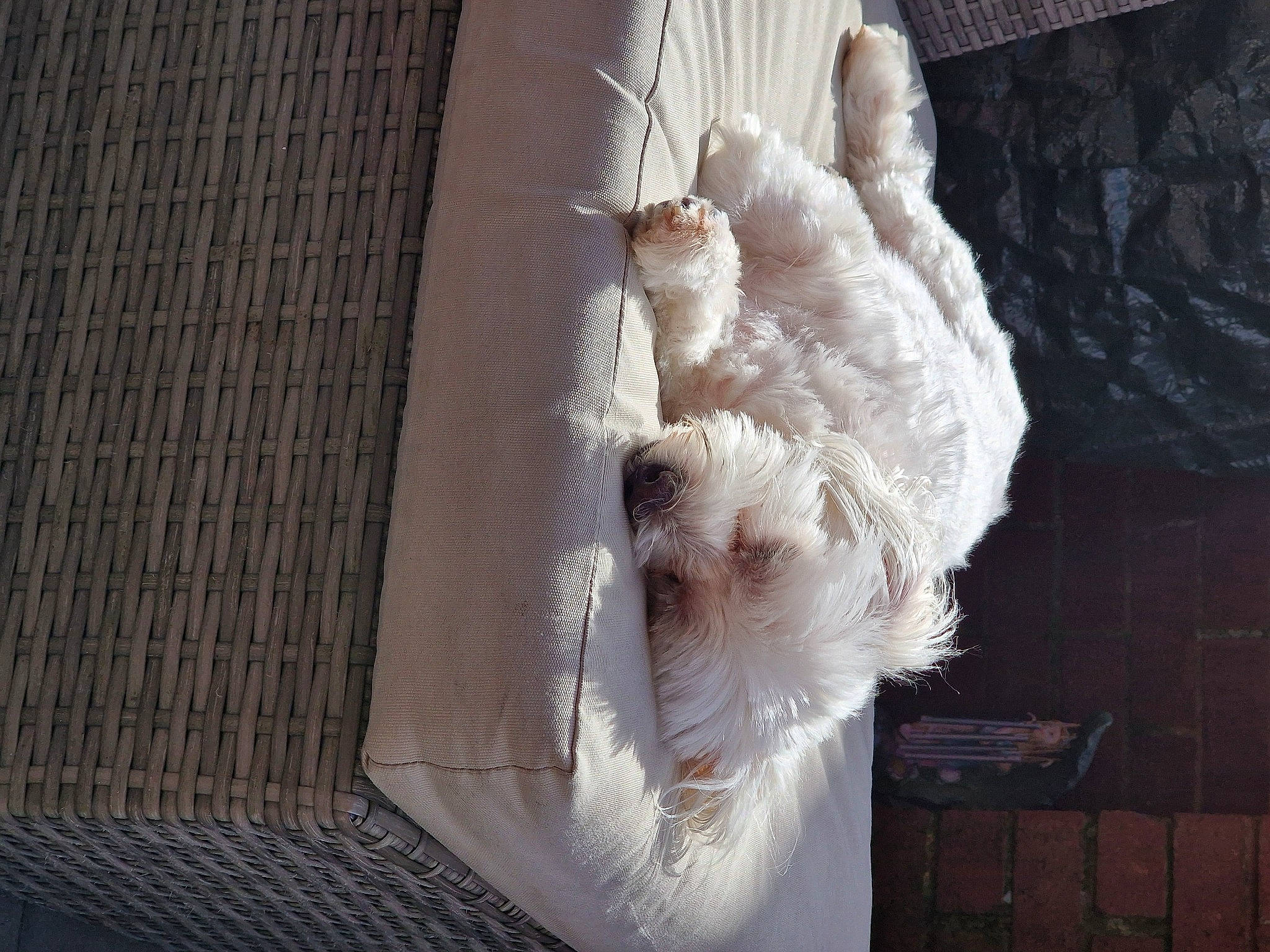 Bailey Bean joined the competition — help win amazing prizes! canidae, carnivore, companion_dog, dog, dog_breed, fawn, feather, felidae, fur, non_sporting_group, small_terrier, small_to_medium_sized_cats, snout, sporting_group, tail, terrier, toy_dog, whiskers, wood, working_animal