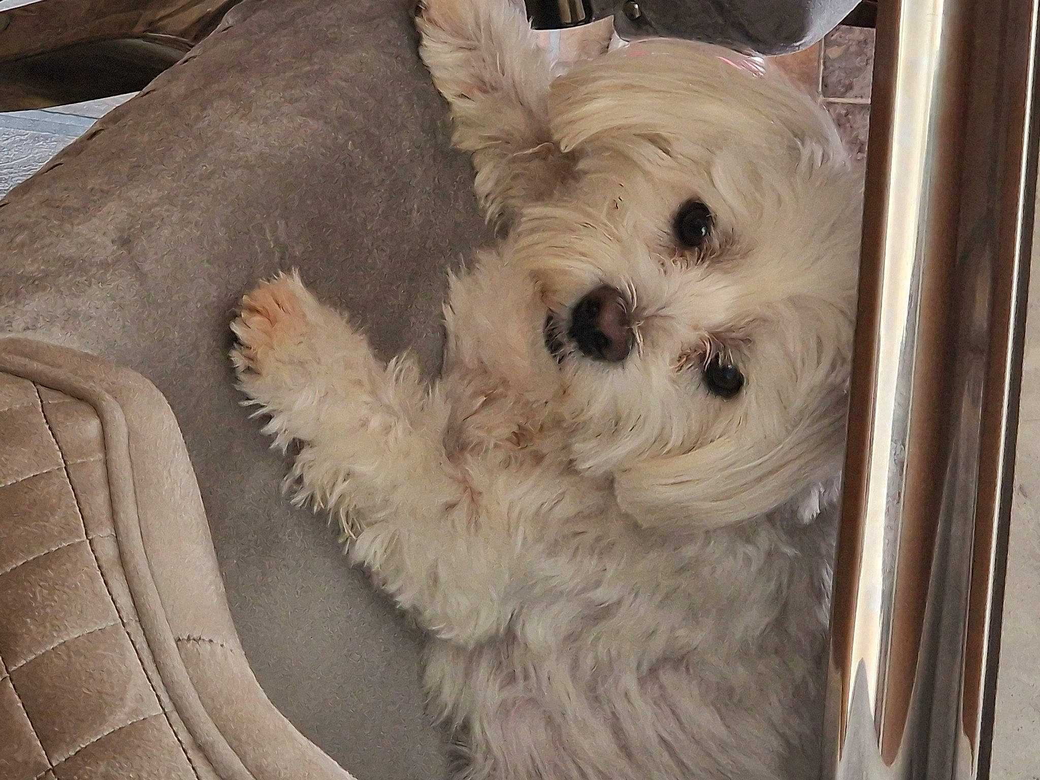 Bailey Bean is registered to the contest to win money with this photo: canidae, carnivore, comfort, companion_dog, dog, dog_breed, dog_supply, fawn, fur, maltepoo, non_sporting_group, poodle_crossbreed, small_terrier, snout, sporting_group, terrier, toy_dog, wood, working_animal, yorkipoo