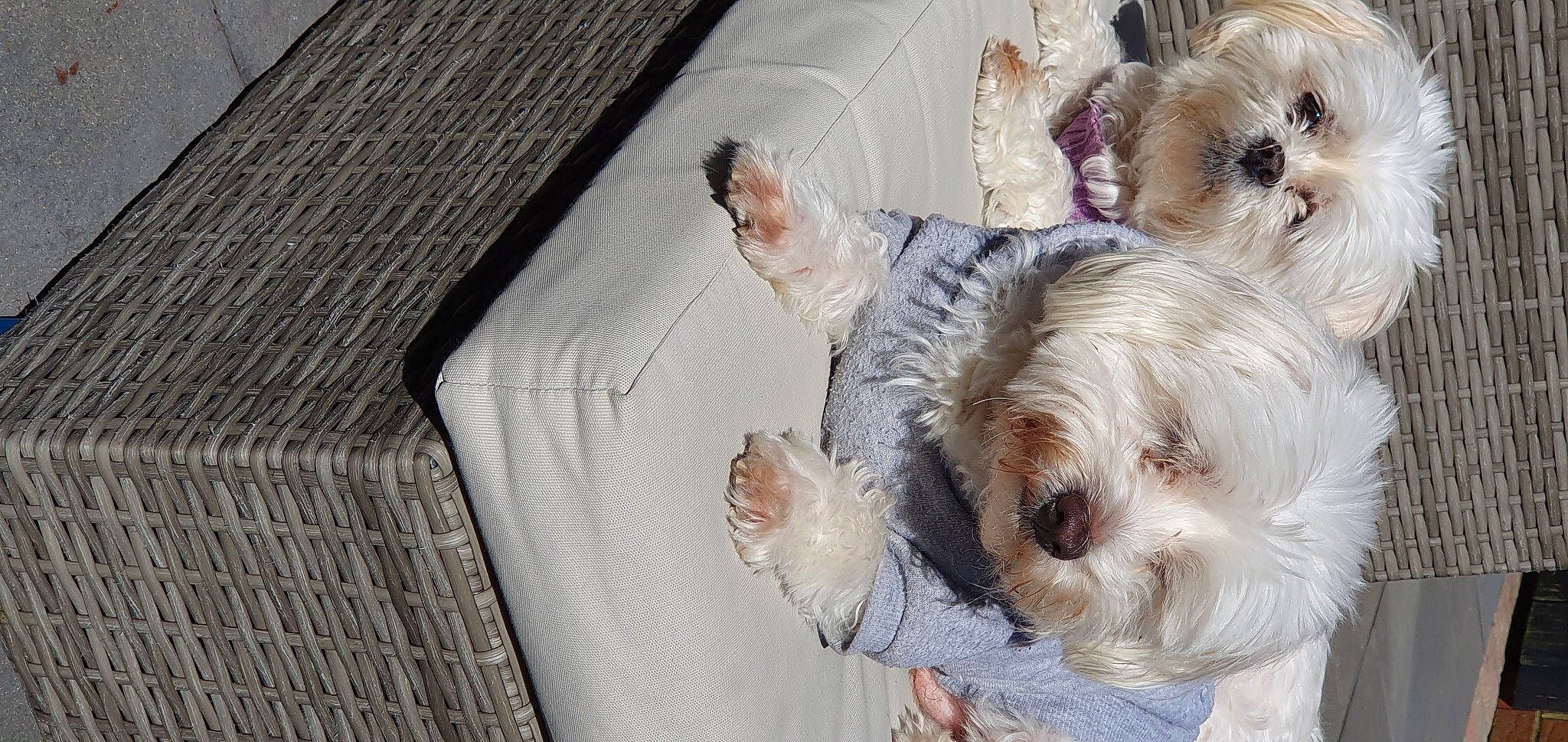 Bailey Bean joined the competition — help win amazing prizes! canidae, carnivore, comfort, companion_dog, dog, dog_breed, dog_clothes, dog_supply, fawn, fur, mal_shi, pet_supply, puppy_love, small_terrier, snout, sporting_group, terrier, toy_dog, wood, working_animal