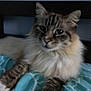 cat, feline, pet, animal, fluffy, striped, paws, bed, blanket, blue, indoor, resting, fur, whiskers, ears, cute, mammal, domestic, cozy, relaxed