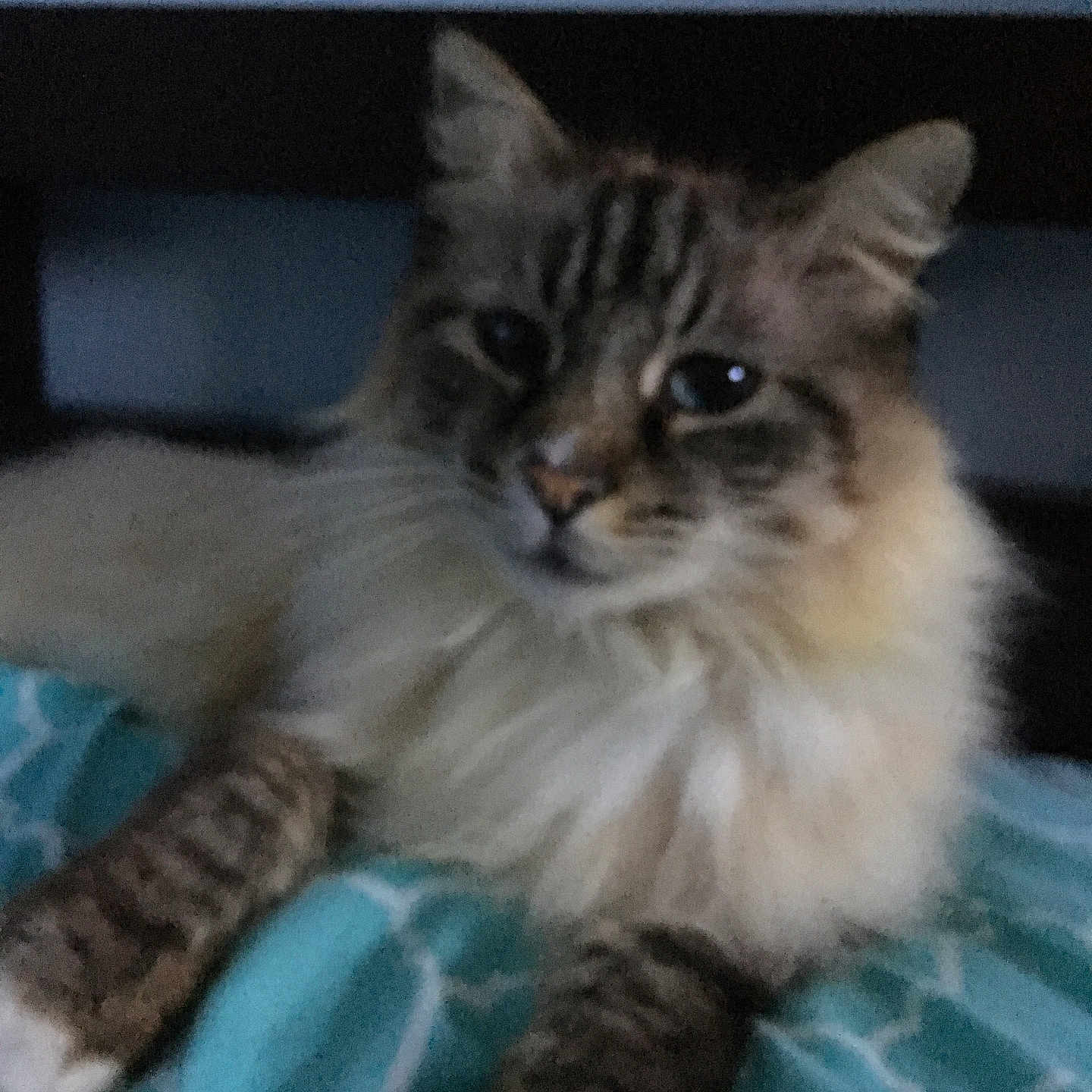 Mokie