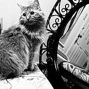 Charlie Fox is registered to the contest to win money with this photo: cat, mirror, reflection, indoor, furniture, patterned_surface, fluffy, pet, animal, black_and_white, decorative_mirror, wall, electrical_outlet, curled_tail, table, gazing, domestic_cat, long_hair, feline, quiet