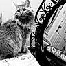 cat, mirror, reflection, indoor, furniture, patterned_surface, fluffy, pet, animal, black_and_white, decorative_mirror, wall, electrical_outlet, curled_tail, table, gazing, domestic_cat, long_hair, feline, quiet