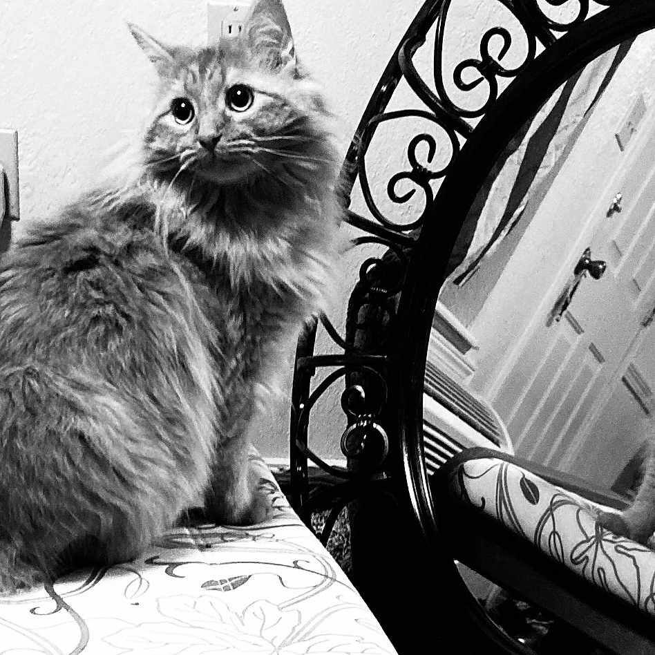 Charlie Fox is registered to the contest to win money with this photo: cat, mirror, reflection, indoor, furniture, patterned_surface, fluffy, pet, animal, black_and_white, decorative_mirror, wall, electrical_outlet, curled_tail, table, gazing, domestic_cat, long_hair, feline, quiet