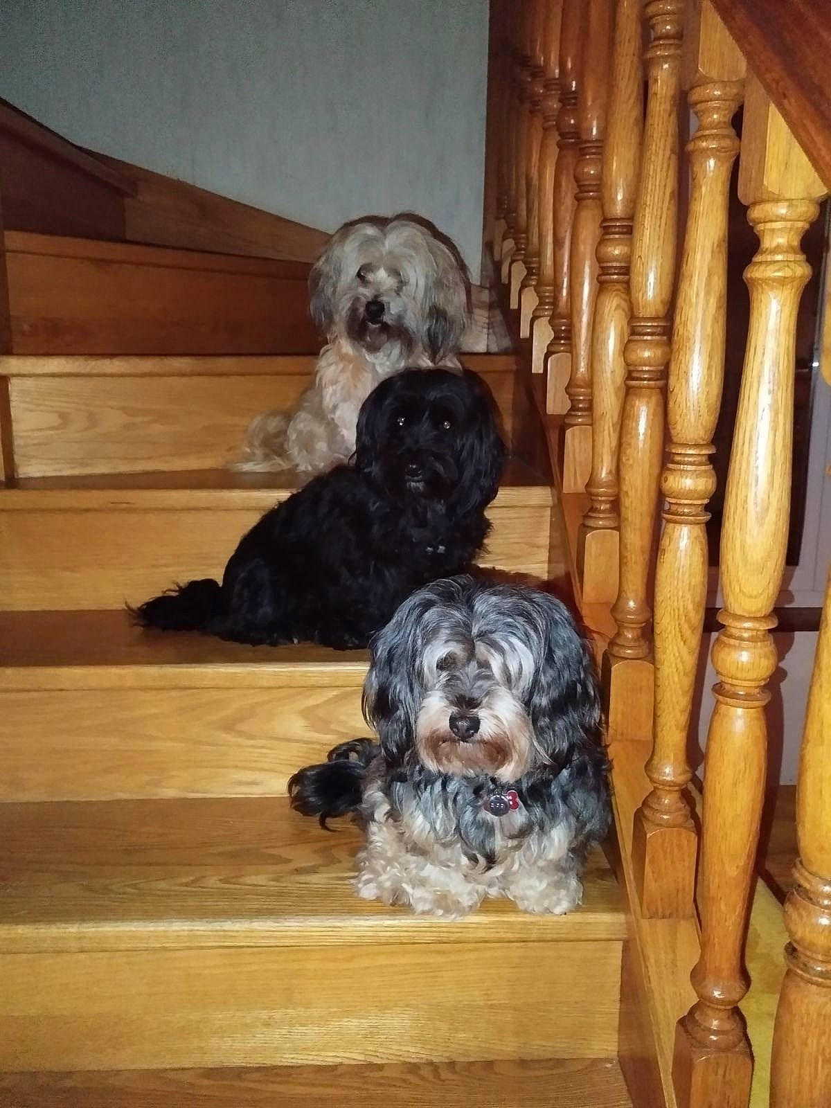 Margotte participe au concours pour gagner de l'argent avec cette photo : carnivore, companion_dog, curtain, dog, dog_breed, floor, flooring, fur, hardwood, laminate_flooring, liver, plank, room, snout, sporting_group, toy_dog, wood, wood_flooring, wood_stain, working_animal