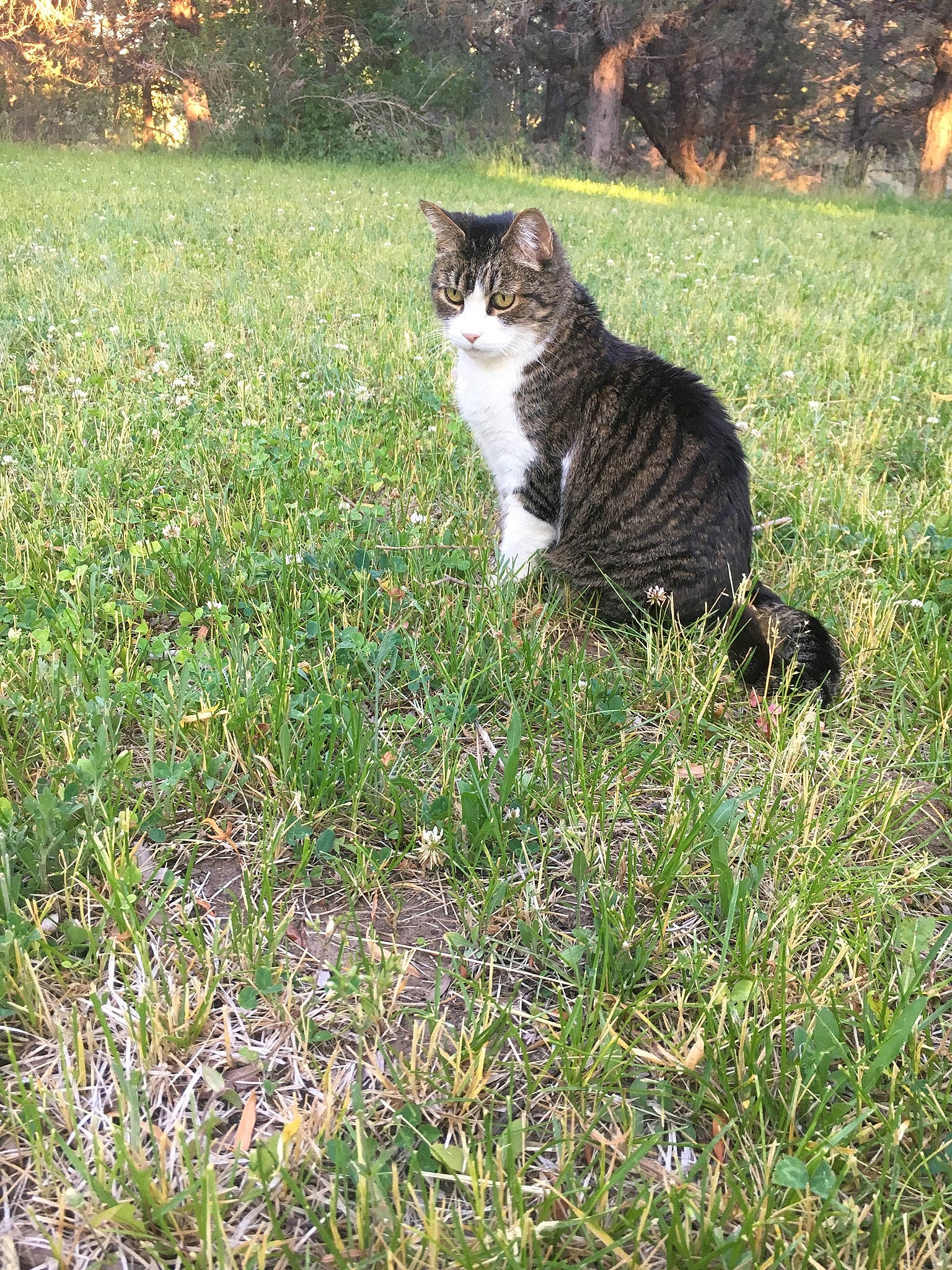 Prime is registered to the contest to win money with this photo: carnivore, cat, domestic_short_haired_cat, european_shorthair, felidae, fur, grass, grass_family, lawn, pasture, plant, small_to_medium_sized_cats, tabby_cat, tail, tree, whiskers, wild_cat, wildlife