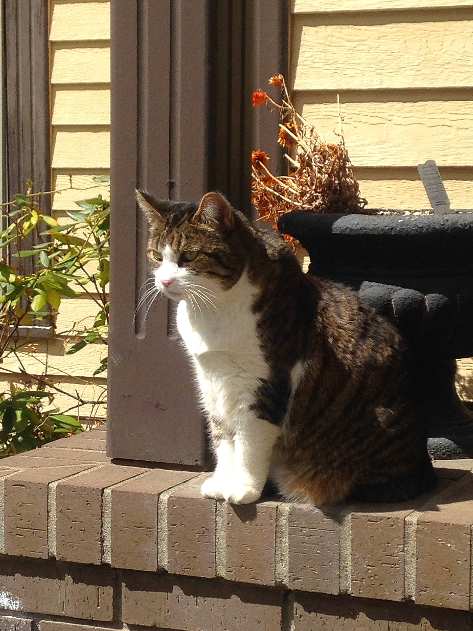 Prime is registered to the contest to win money with this photo: aegean_cat, carnivore, cat, domestic_short_haired_cat, european_shorthair, felidae, fur, maine_coon, norwegian_forest_cat, polydactyl_cat, sitting, small_to_medium_sized_cats, snout, tabby_cat, tail, tree, whiskers, window