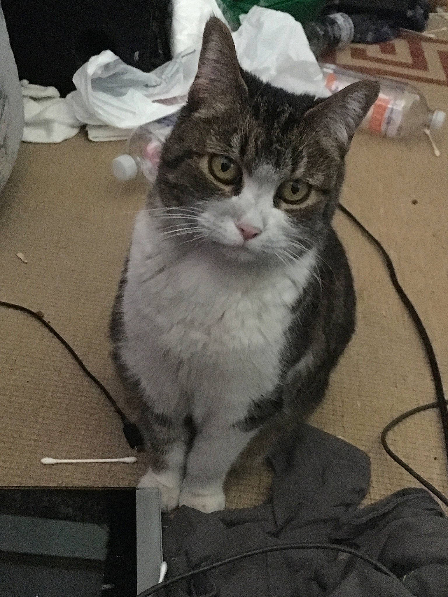 Prime joined the competition — help win amazing prizes! aegean_cat, american_shorthair, american_wirehair, asian, carnivore, cat, domestic_short_haired_cat, european_shorthair, felidae, kitten, mammal, small_to_medium_sized_cats, tabby_cat, whiskers