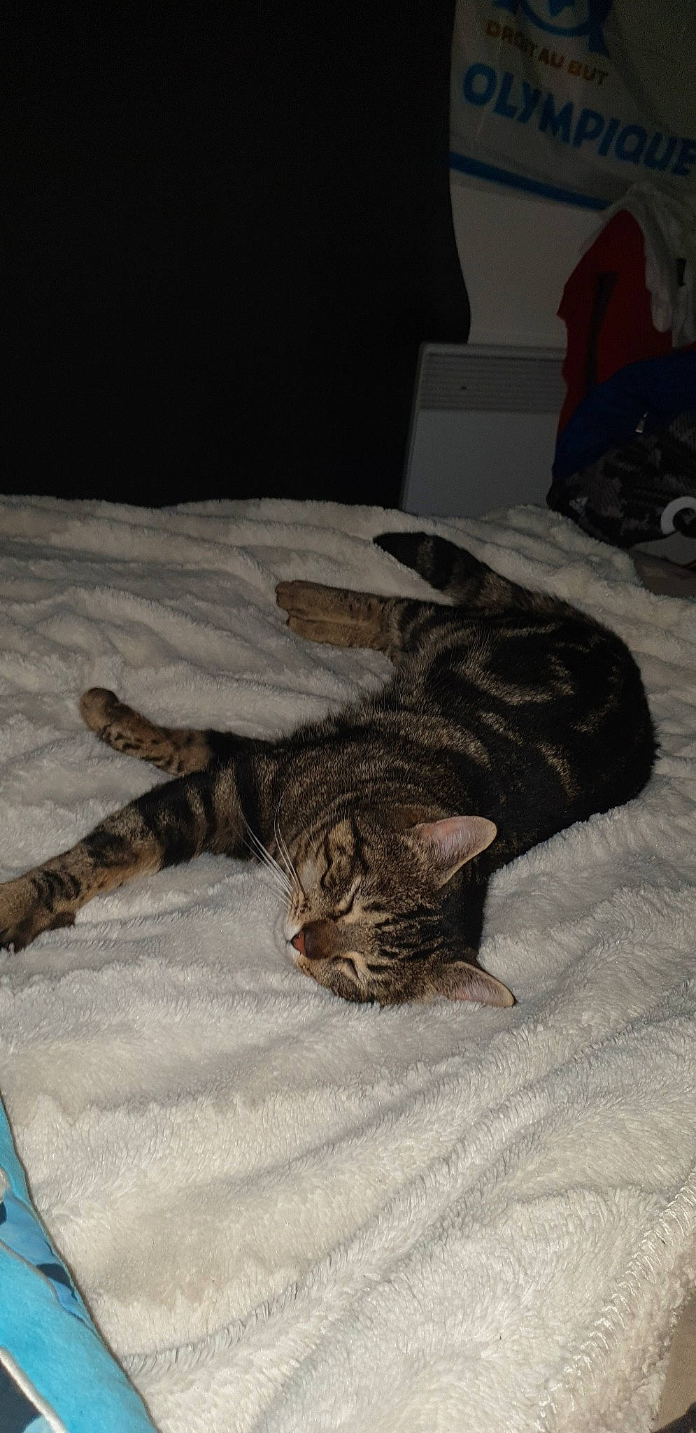 Minow participe au concours pour gagner de l'argent avec cette photo : american_shorthair, asian, bed, california_spangled, carnivore, cat, domestic_short_haired_cat, dragon_li, egyptian_mau, european_shorthair, felidae, fur, kitten, ocicat, paw, pixie_bob, sleep, small_to_medium_sized_cats, tabby_cat, whiskers