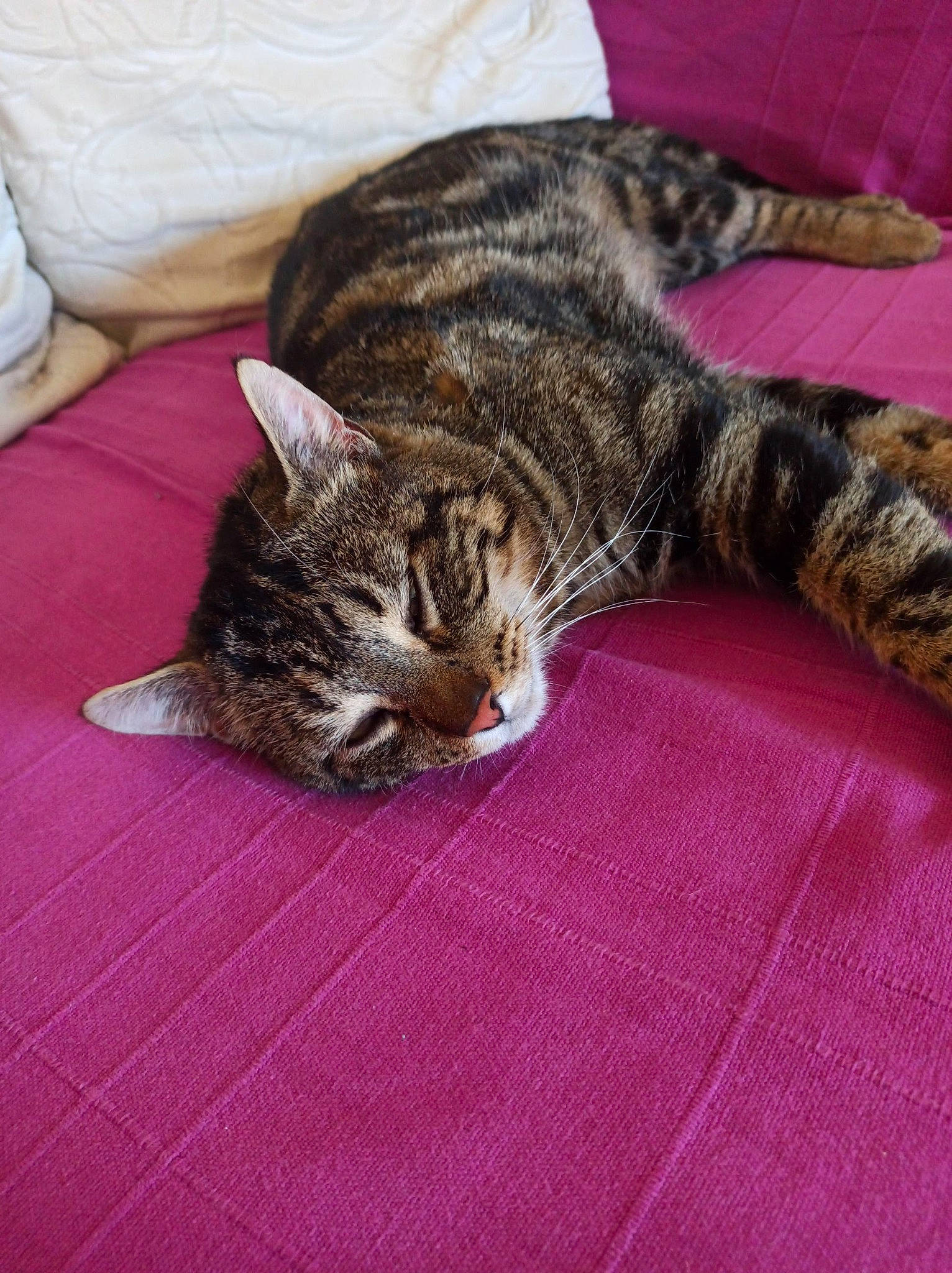 Minow participe au concours pour gagner de l'argent avec cette photo : american_shorthair, asian, bengal, california_spangled, carnivore, cat, domestic_short_haired_cat, dragon_li, european_shorthair, felidae, fur, kitten, mammal, nap, ocicat, sleep, small_to_medium_sized_cats, tabby_cat, toyger, whiskers