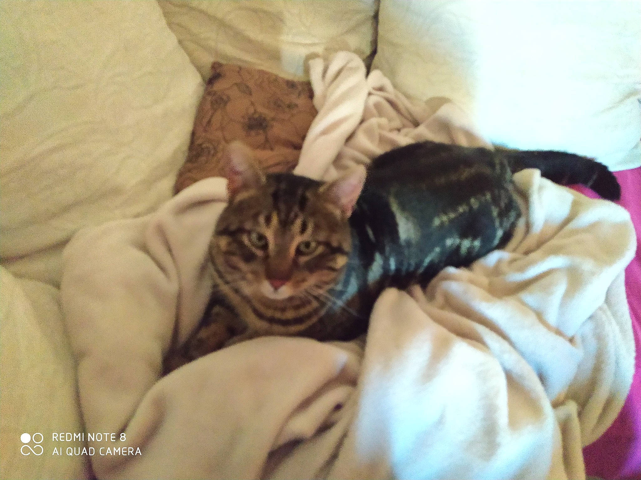 Minow participe au concours pour gagner de l'argent avec cette photo : american_shorthair, asian, bengal, california_spangled, carnivore, cat, domestic_short_haired_cat, dragon_li, european_shorthair, felidae, kitten, mammal, nap, ocicat, pixie_bob, small_to_medium_sized_cats, sokoke, tabby_cat, toyger, whiskers