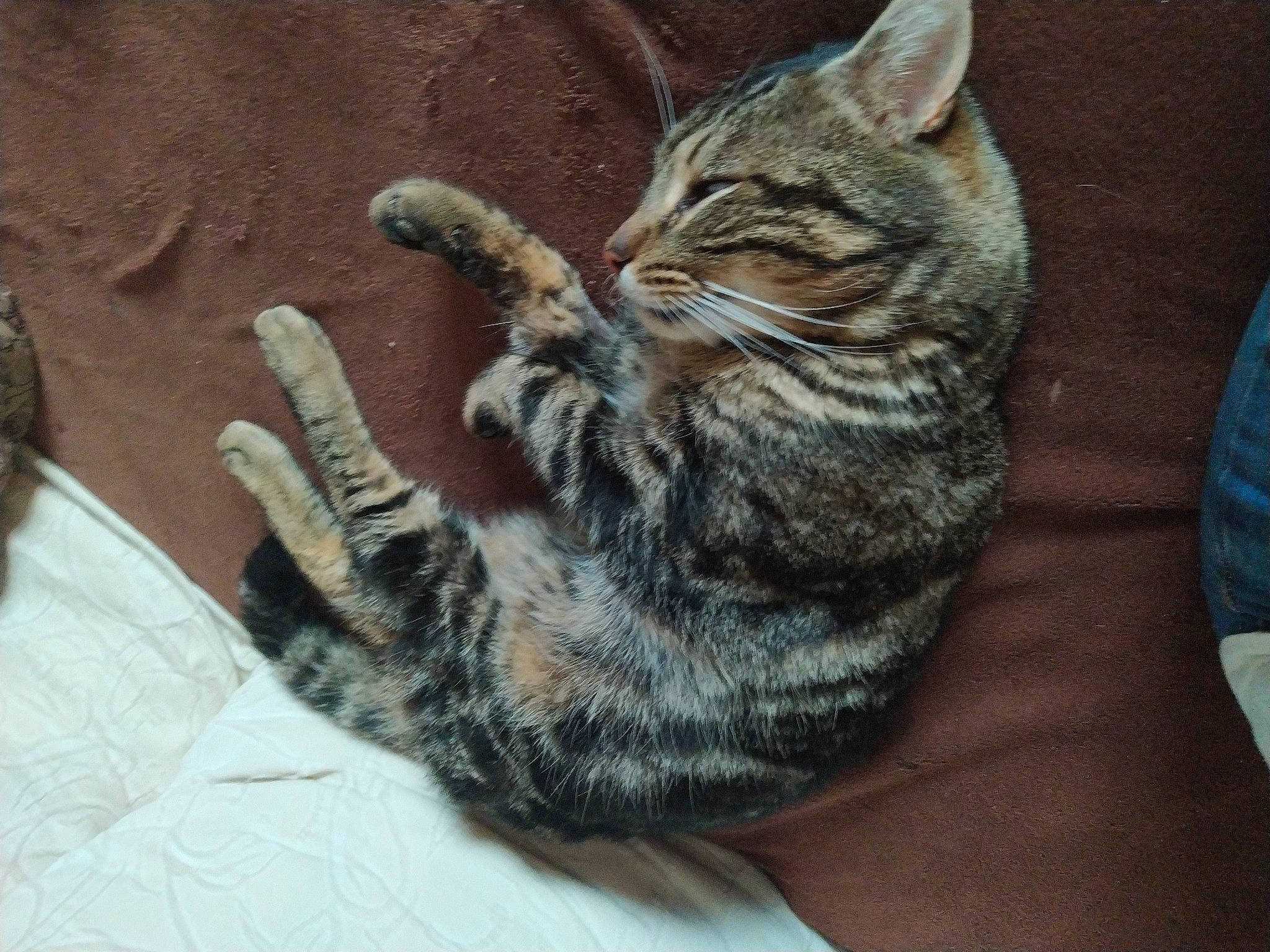 Minow participe au concours pour gagner de l'argent avec cette photo : american_shorthair, asian, california_spangled, carnivore, cat, claw, domestic_short_haired_cat, dragon_li, egyptian_mau, european_shorthair, felidae, mammal, ocicat, pixie_bob, small_to_medium_sized_cats, sokoke, tabby_cat, toyger, whiskers, wild_cat