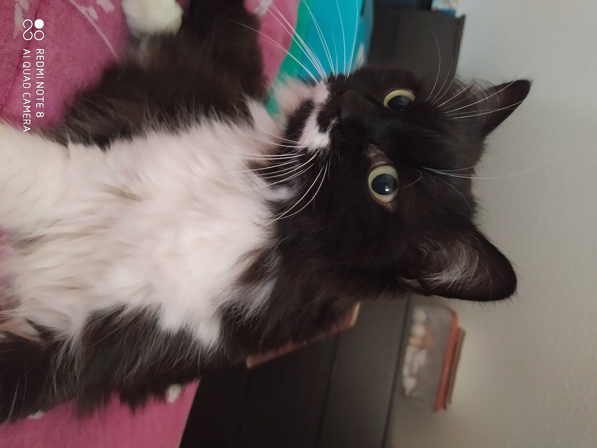 Grâce participe au concours pour gagner de l'argent avec cette photo : black_cat, carnivore, cat, claw, domestic_long_haired_cat, ear, felidae, fur, kitten, maine_coon, norwegian_forest_cat, persian, polydactyl_cat, ragamuffin, small_to_medium_sized_cats, tail, whiskers