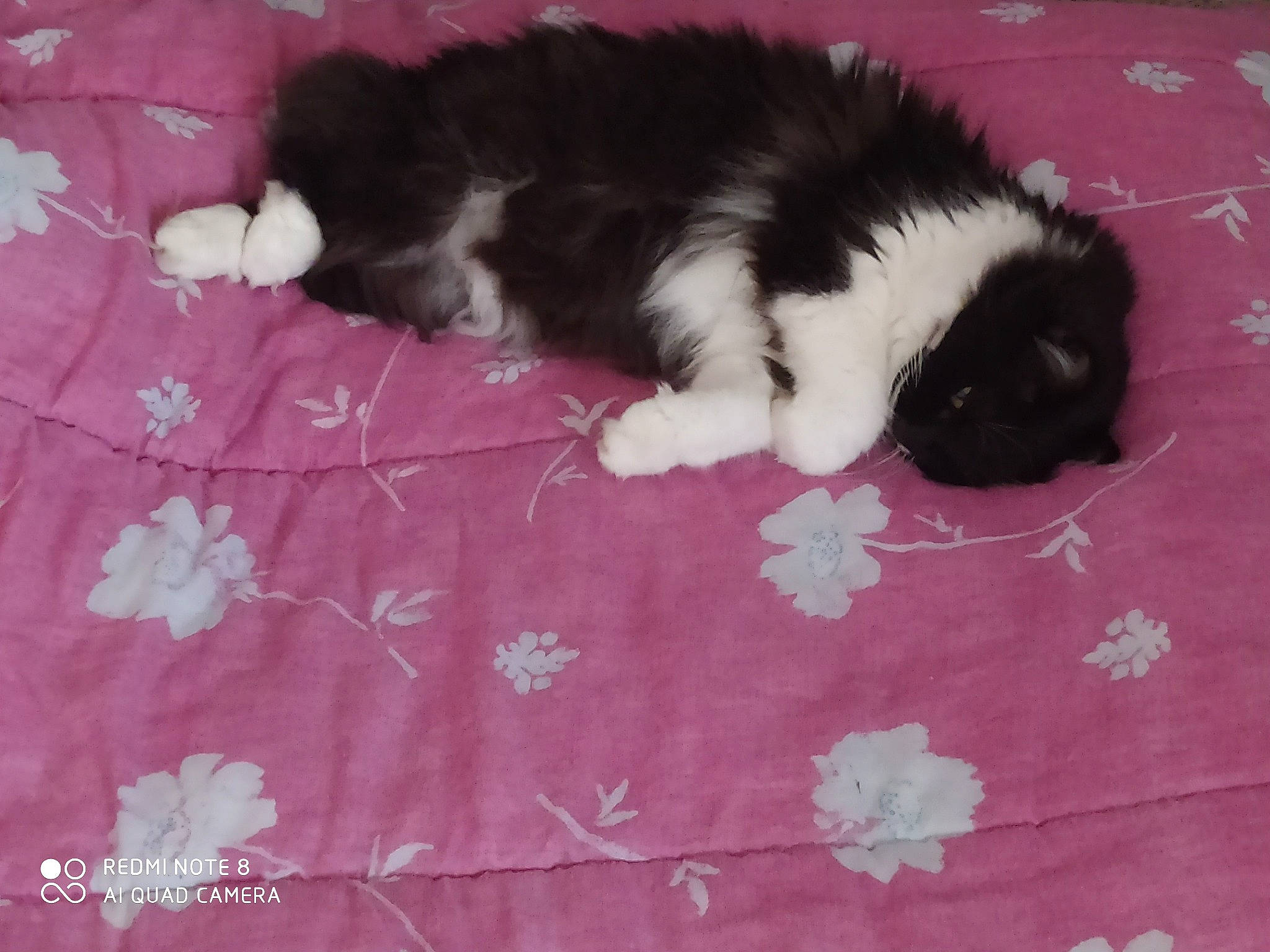 Grâce participe au concours pour gagner de l'argent avec cette photo : border_collie, canidae, carnivore, dog, dog_breed, fawn, mammal, puppy, shih_tzu, tail