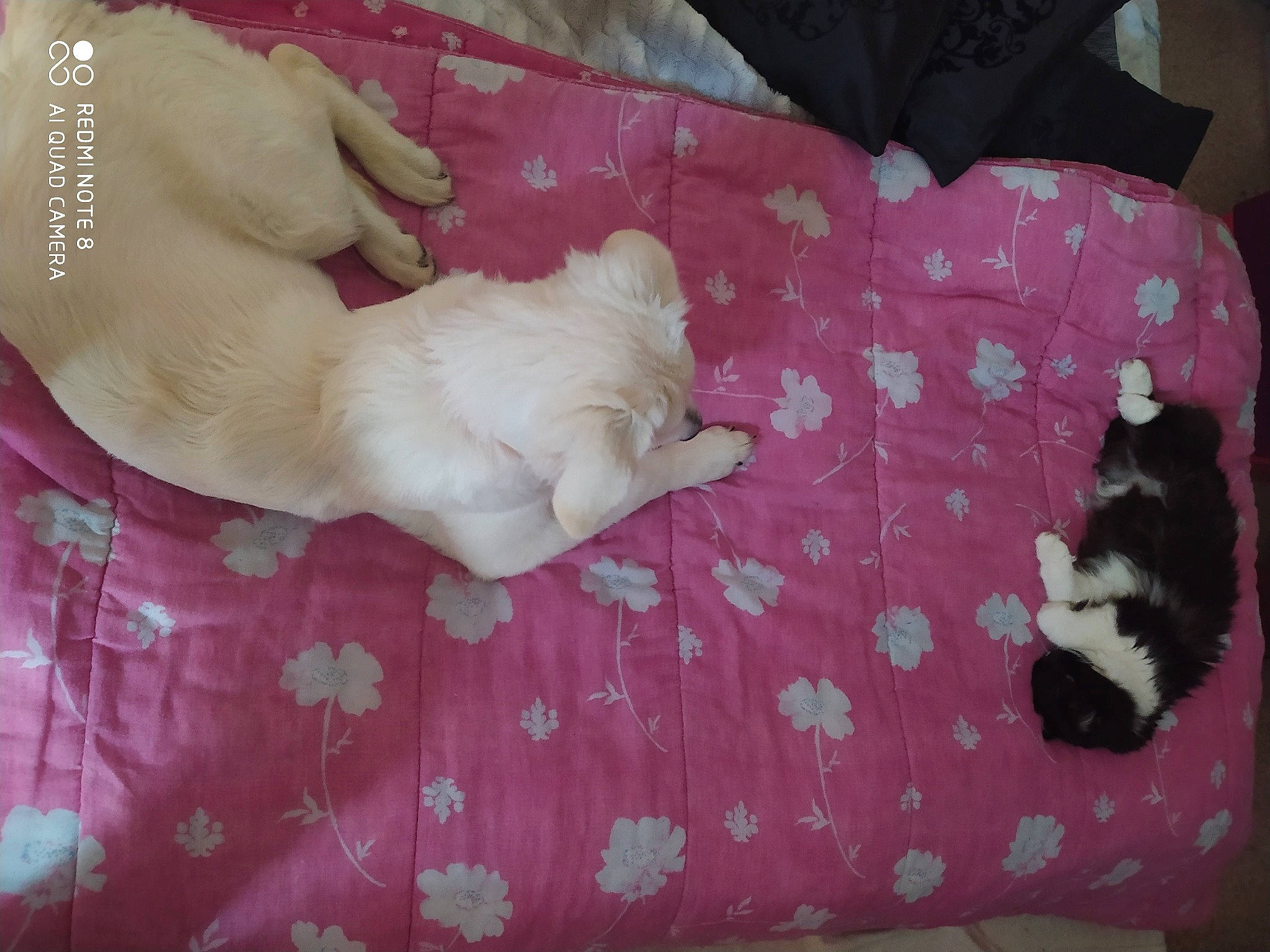 Grâce participe au concours pour gagner de l'argent avec cette photo : bichon, canidae, carnivore, companion_dog, dog, dog_breed, fawn, maltese, non_sporting_group, puppy