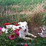 animal, cat, dog, fence, flowers, friendship, garden, grass, greenery, multicolored_cat, nature, outdoor, pet, plants, playful, relaxing, resting, summer, sunlight, white_dog