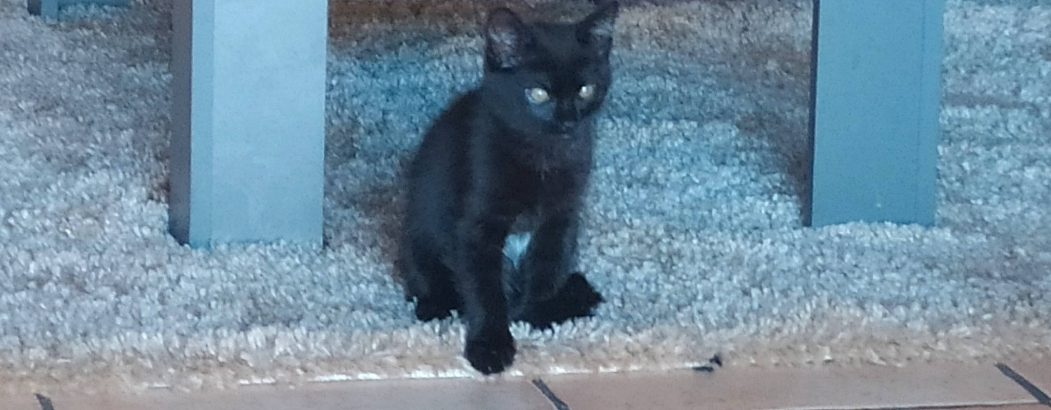 Réglisse a rejoint le concours — aidez-le/la à gagner de superbes lots ! asian, black_cat, bombay, burmese, carnivore, cat, domestic_short_haired_cat, european_shorthair, felidae, german_rex, havana_brown, kitten, korat, mammal, polydactyl_cat, small_to_medium_sized_cats, snout, tail, vertebrate, whiskers